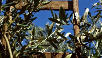wooden ladder, rung, olive tree-3803017.jpg